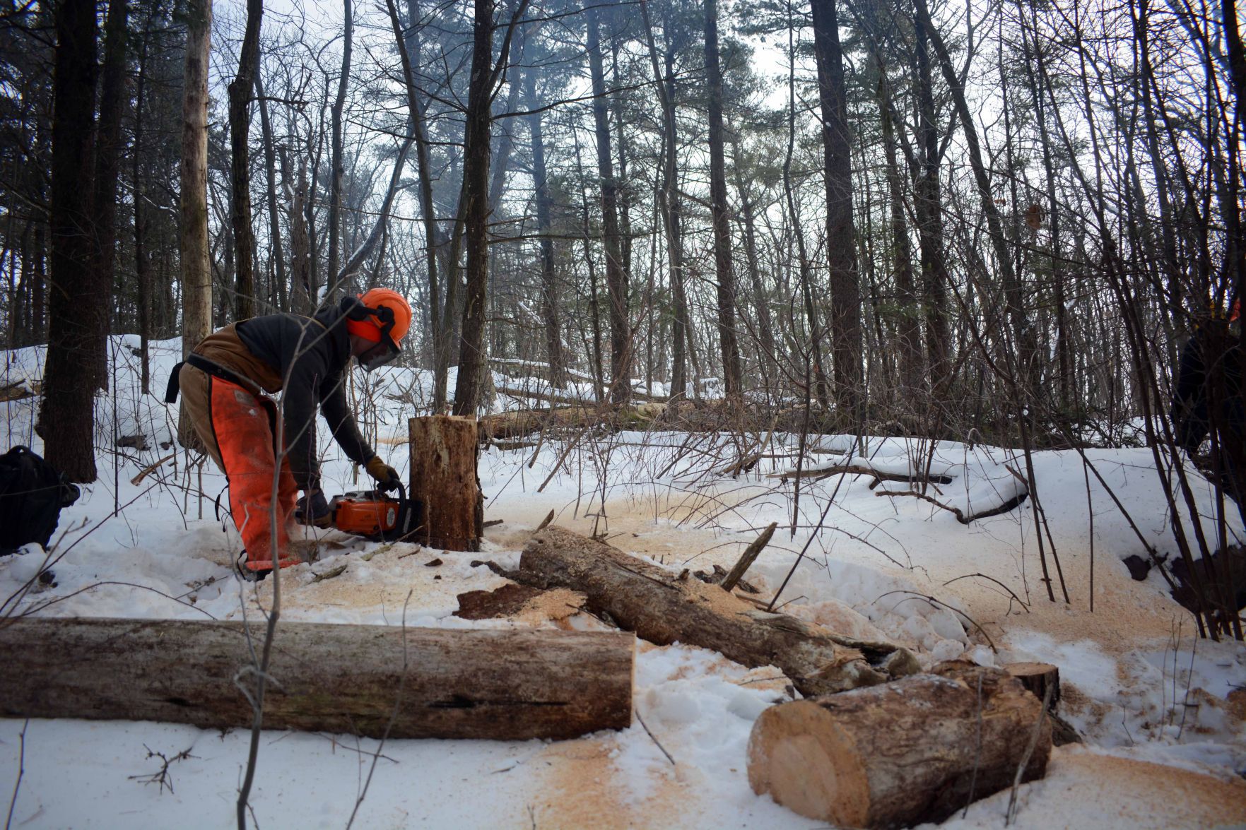 Devil's Lake east bluff stewardship work
